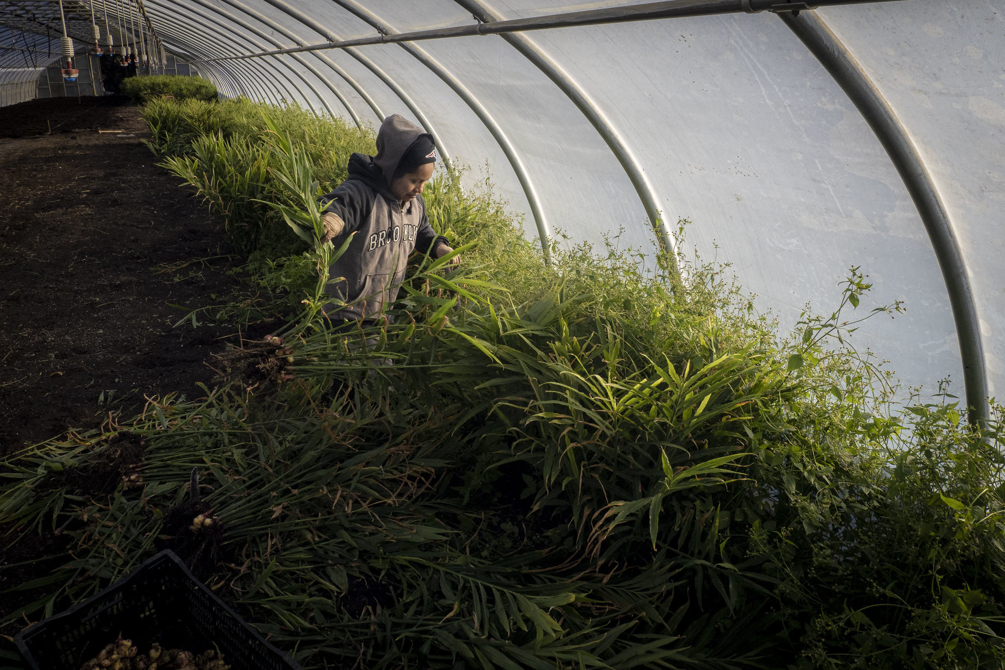 Harvesting ginger in a high tunnel at Sang Lee Farms in New York.