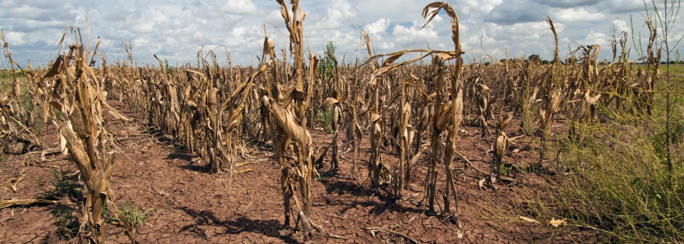 Drought and corn