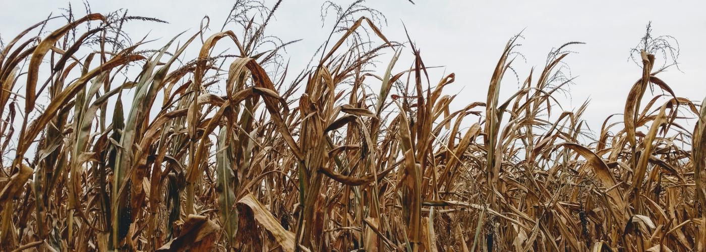 Corn field in Indiana 