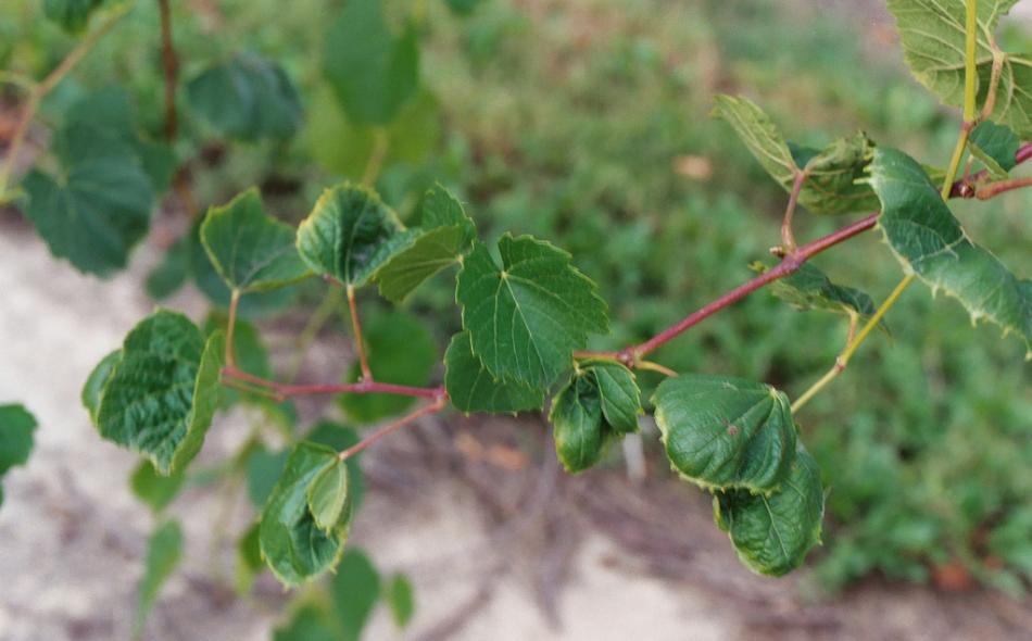 crop affected by dicamba drift