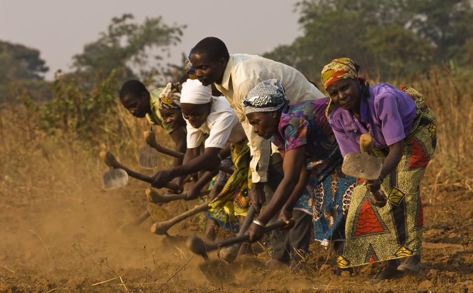 Farmers in Africa hoeing a field 