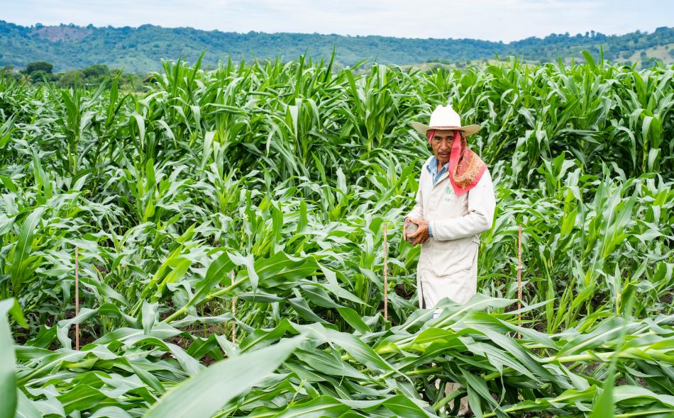 Field worker inspecting a maize field affected by lodging