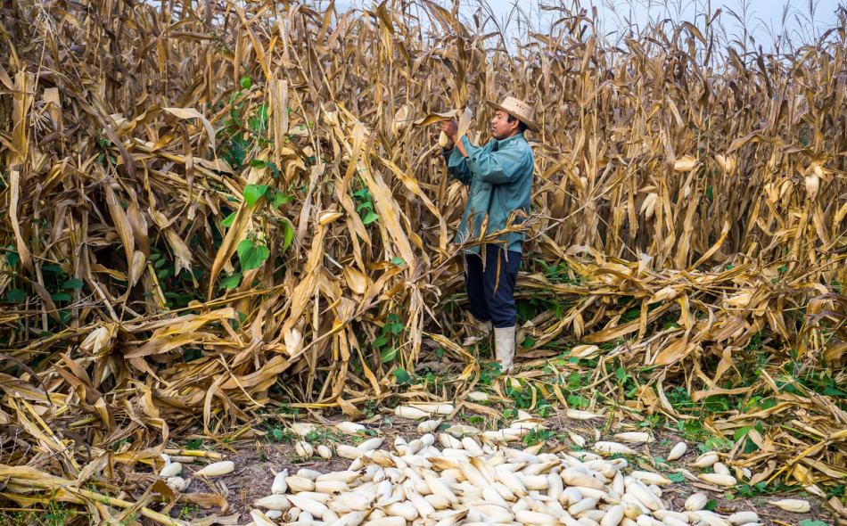  Farmer harvesting corn in Nuevo México, Chiapas.