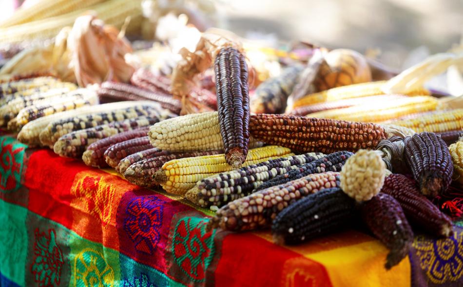 Maize in Mexico