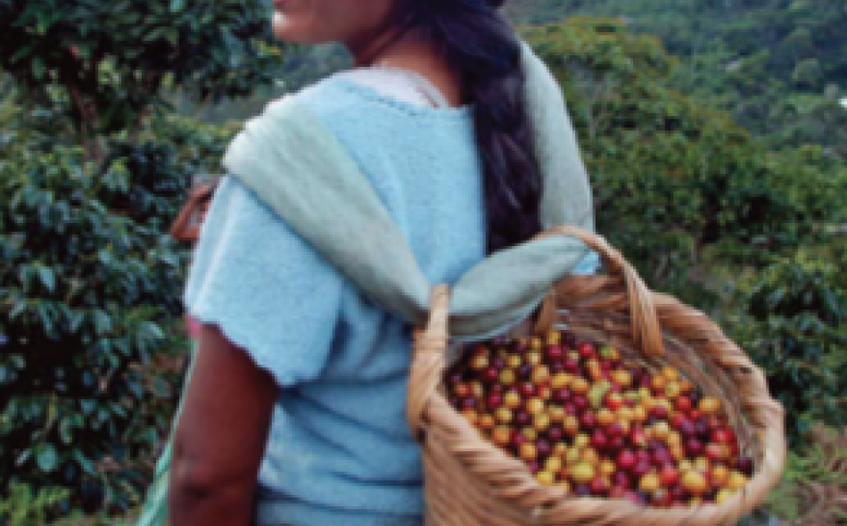 Grow Ahead connects coffee drinkers and growers in alternative finance model