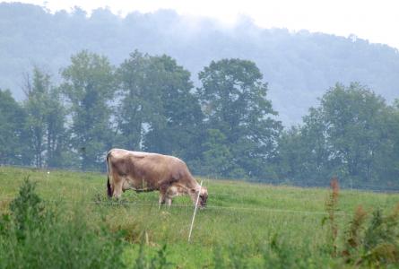 Grazing cow in Massachusetts- missing the market