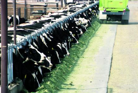 Confined feeding operations of cattle. Yuma, Az.