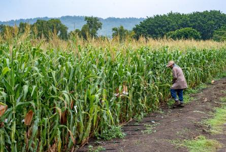 Field worker bagging maize ears