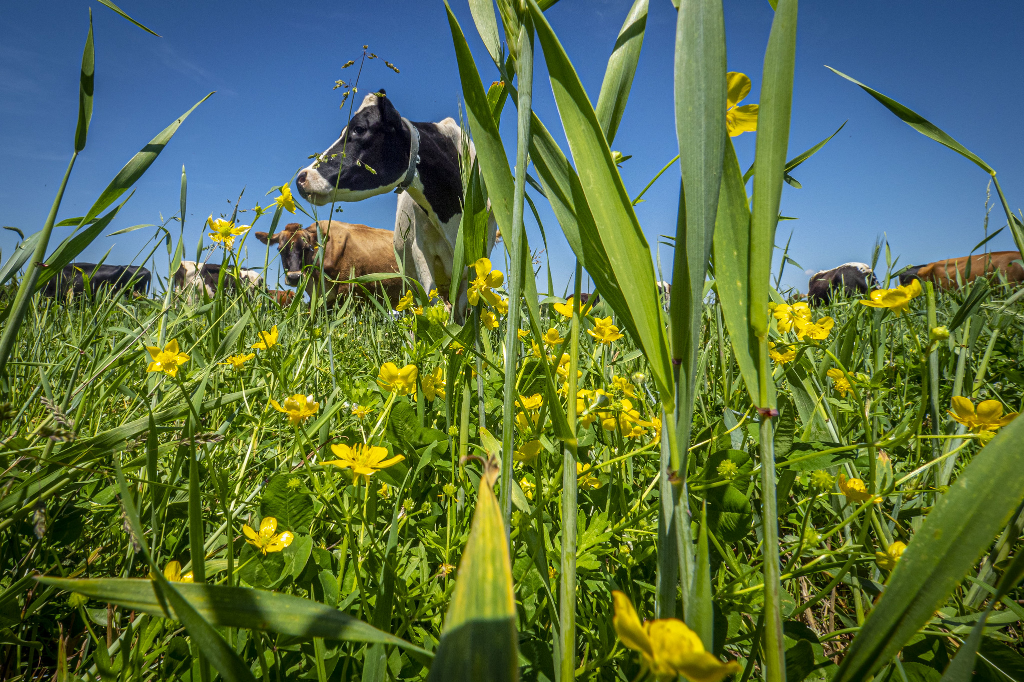 Managed rotational grazing, Maryland