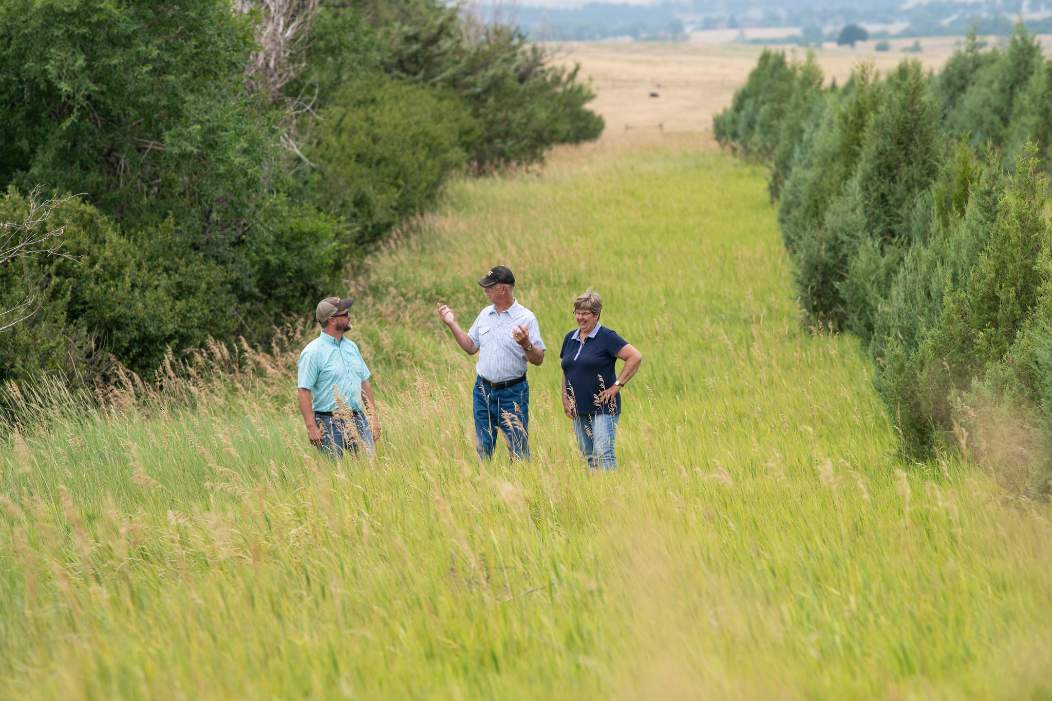 Windbreak restoration in Nebraska