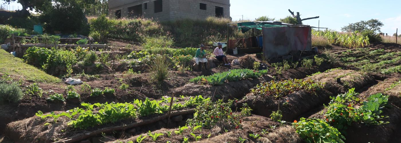 building to catch the run-off water flowing down the slope. The beds are a variety of ‘fertility beds’ along contour which are designed to enrich the soil and hold water. These are also well-mulched to protect the soil and hold moisture. PC: Biowatch South Africa