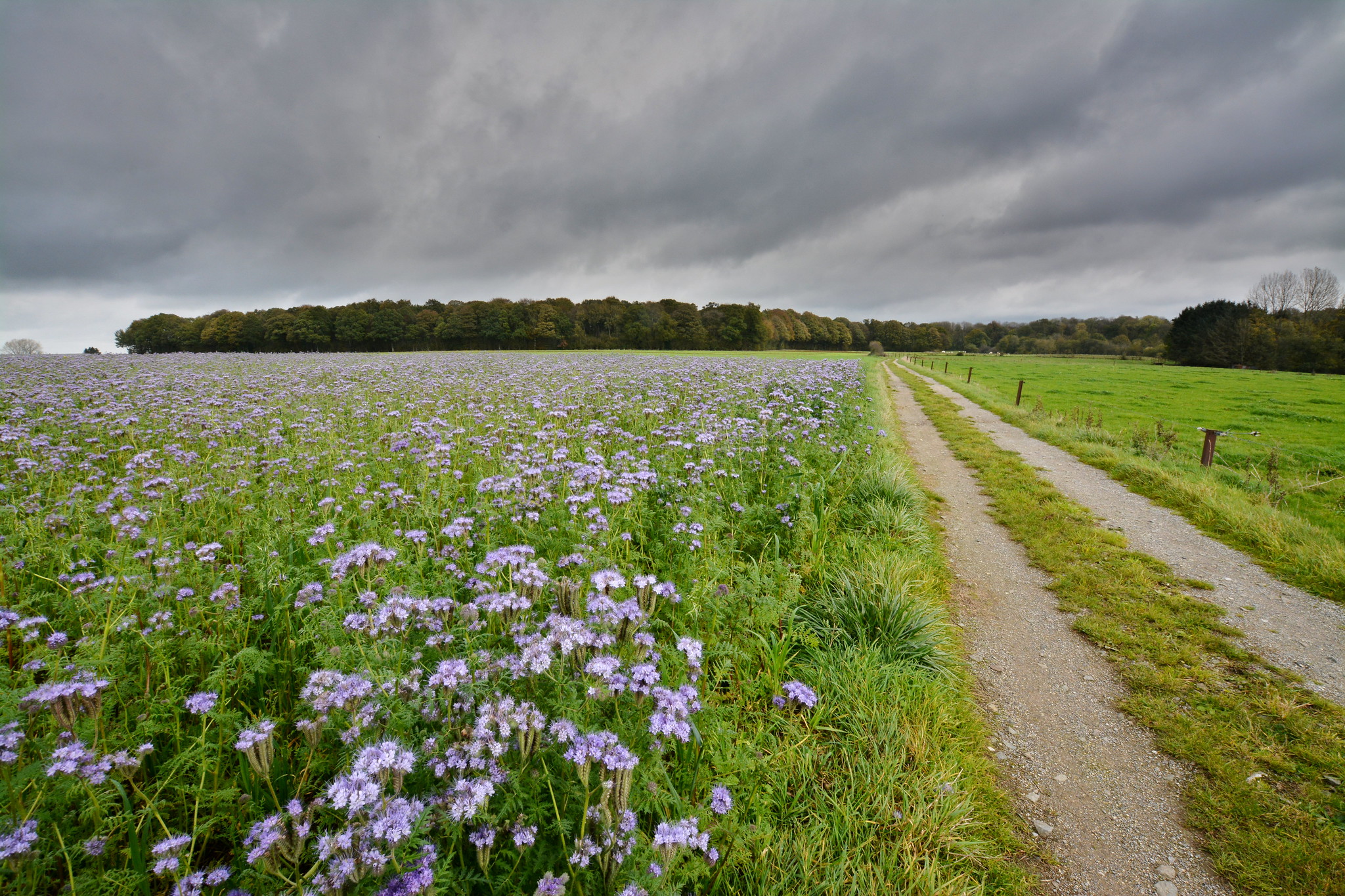 image of field with flowering cover crops