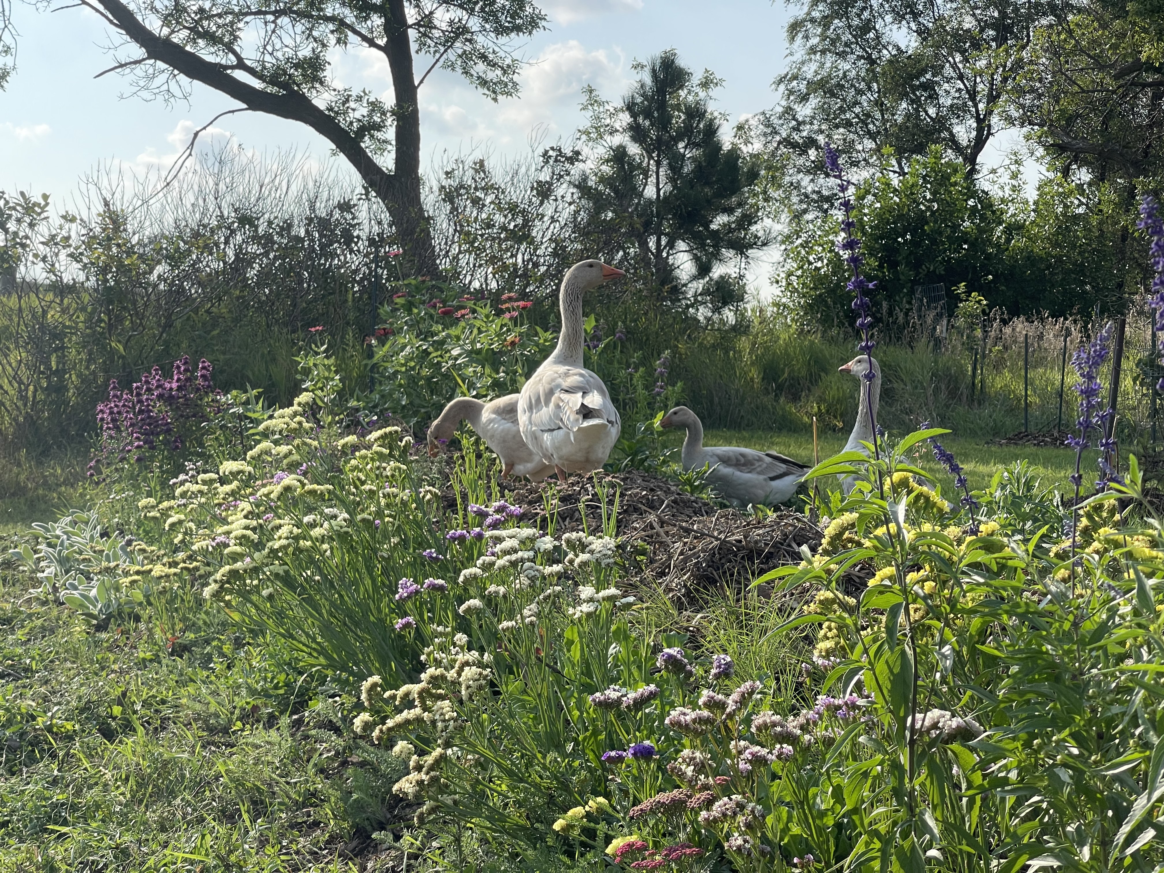 Ducks and flowers
