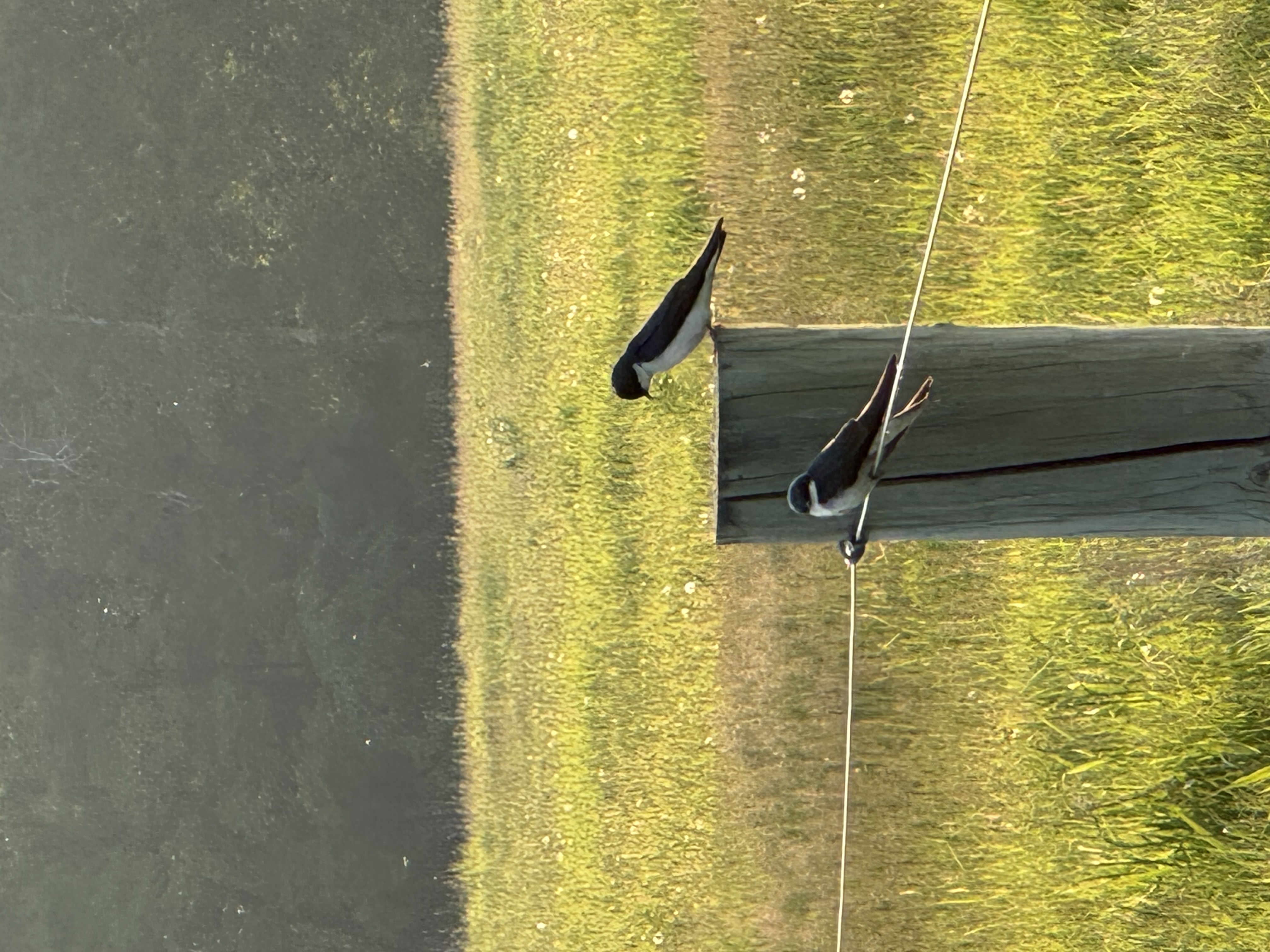 Two birds in front of a field