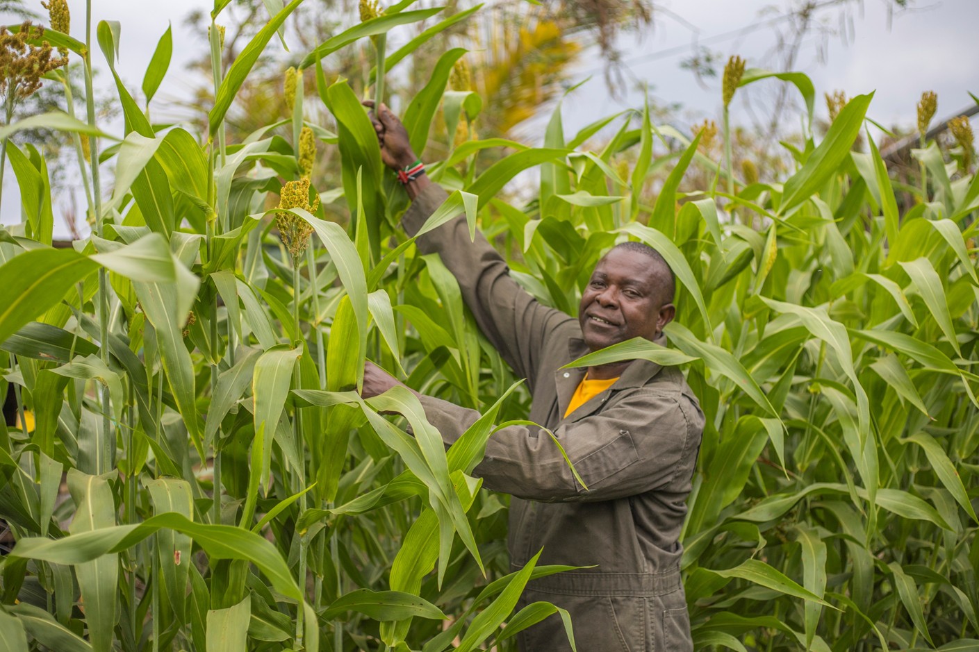 Sam Nderitu with maize