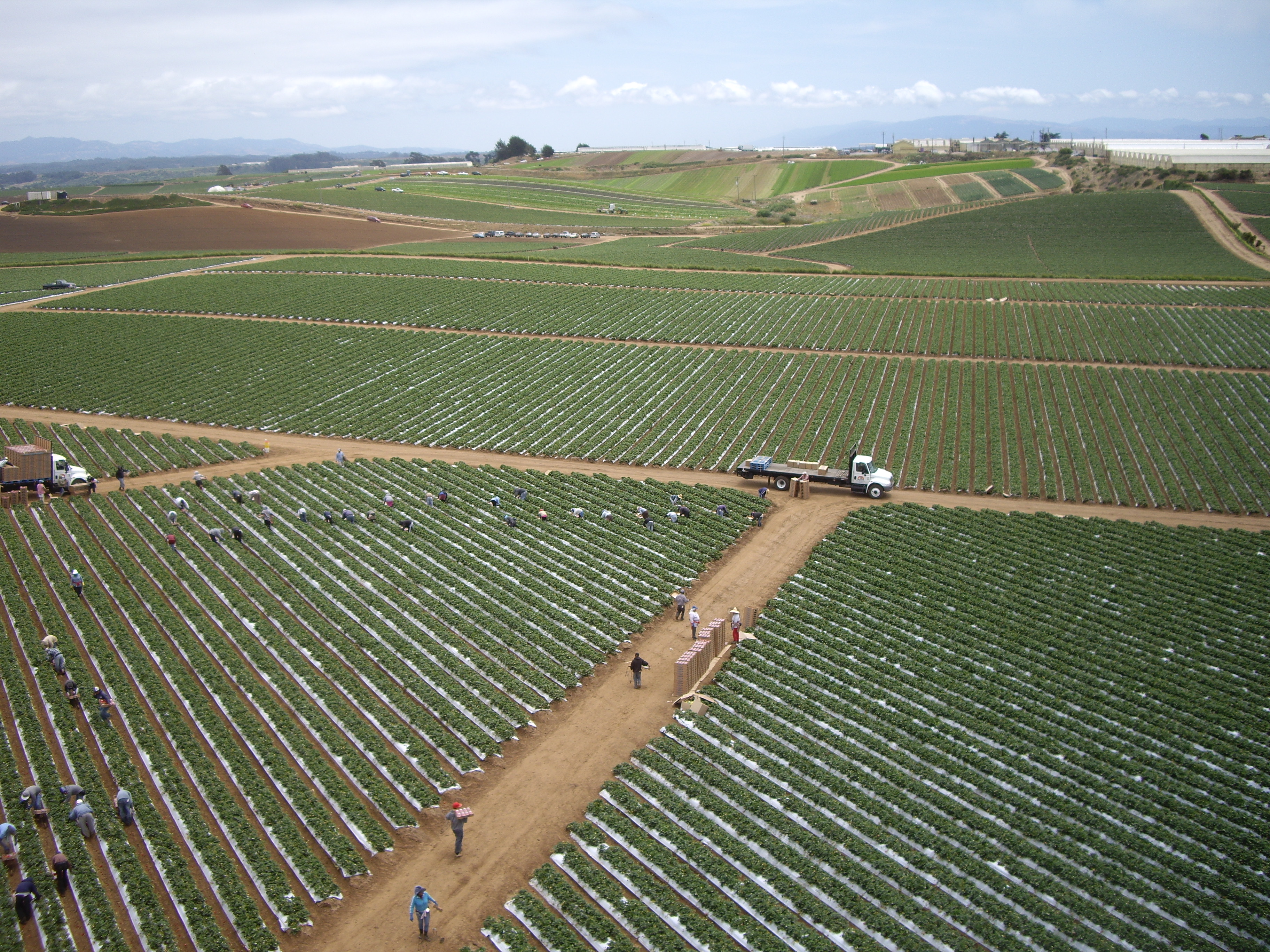 Uniform strawberry fields from above