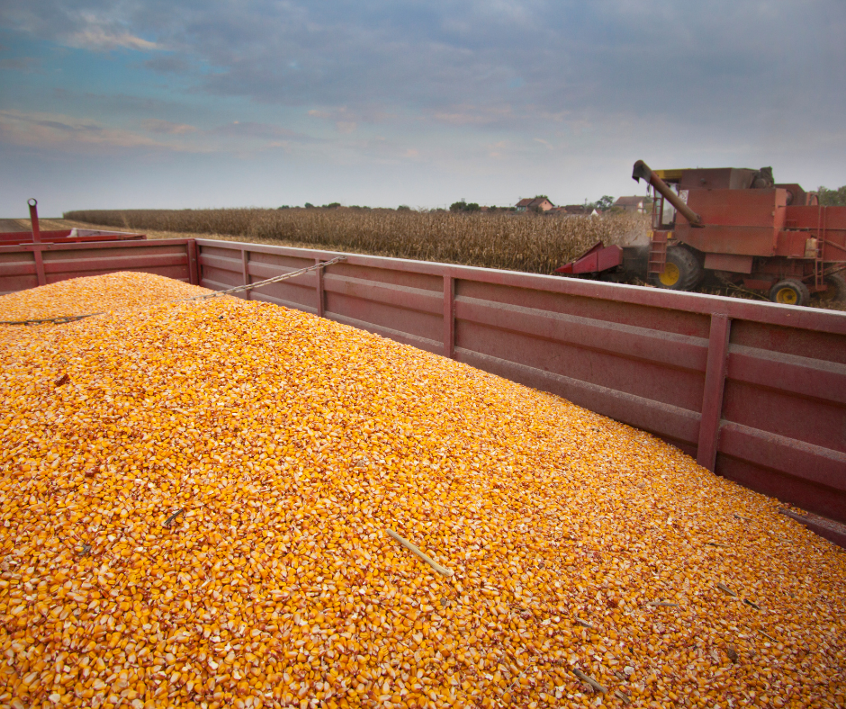 corn bed