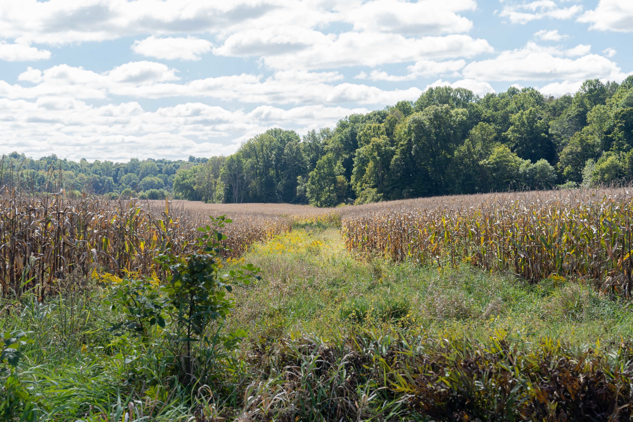 Grassed waterways reduce gully erosion.
