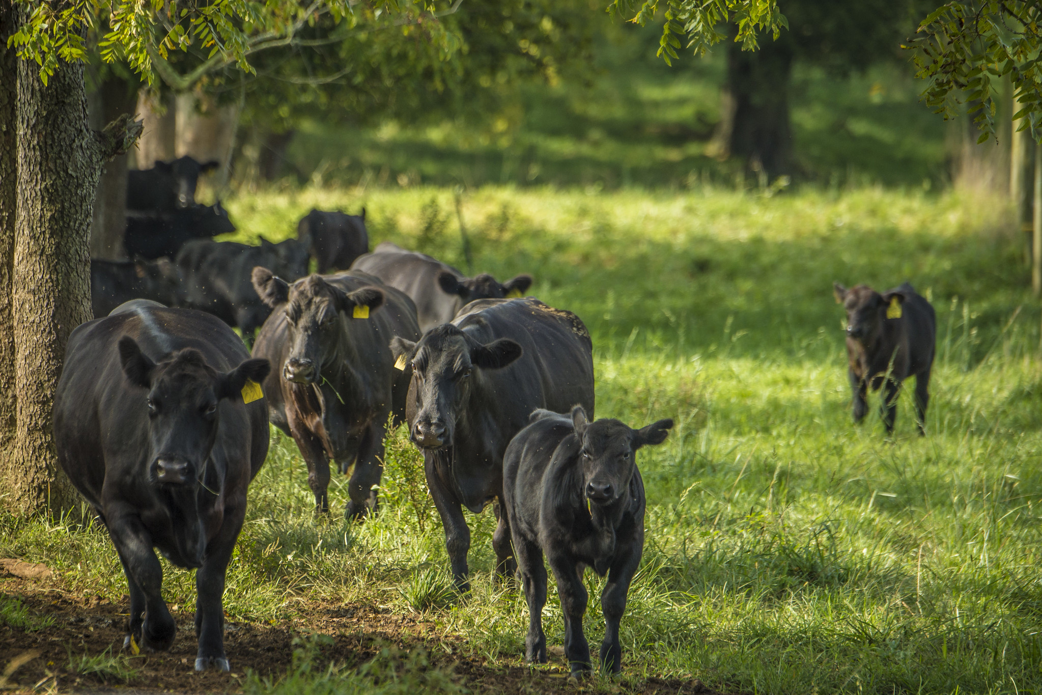 Silvopasture integrates livestock and trees.