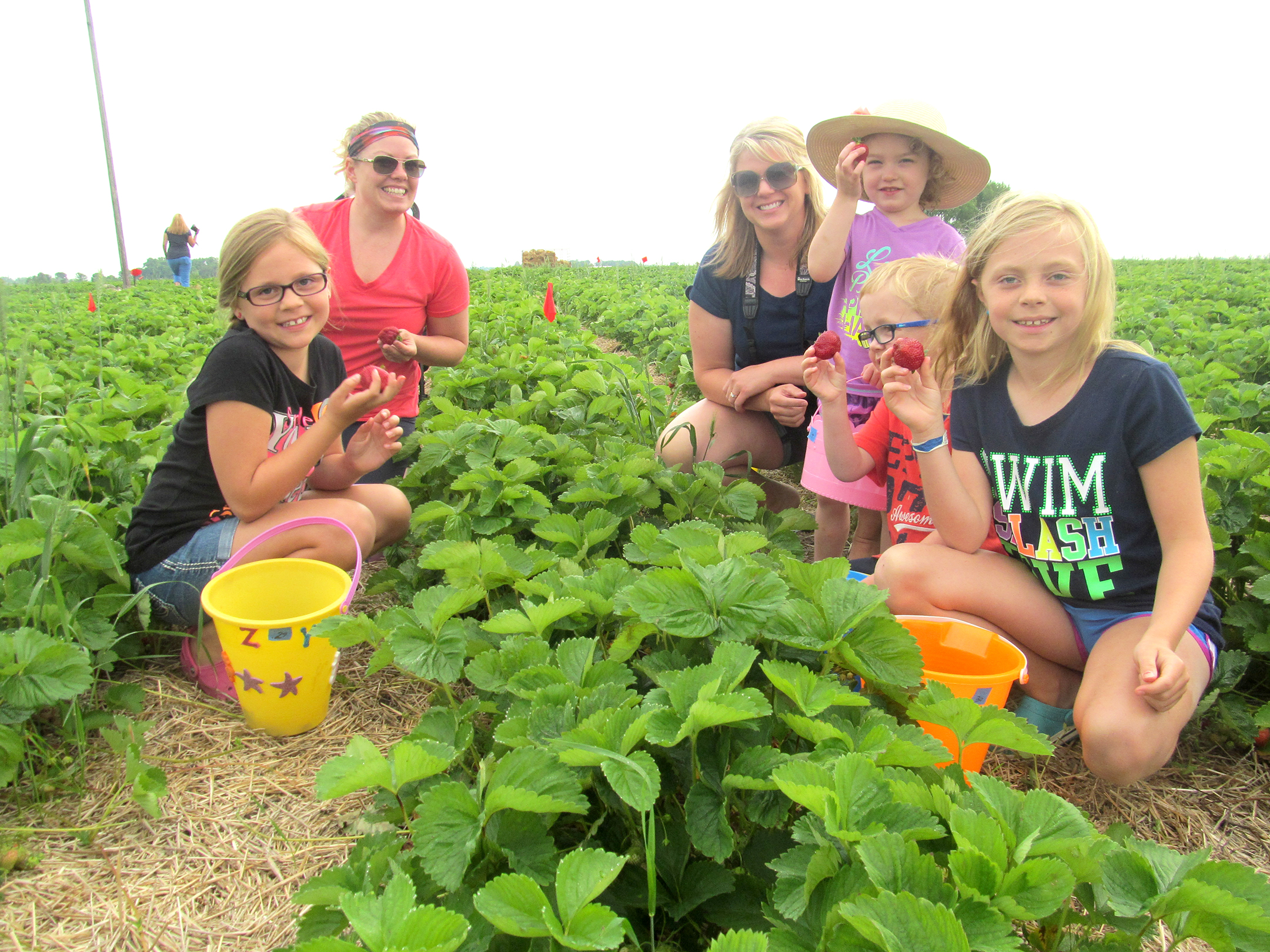 Kids and teacher strawberry picking