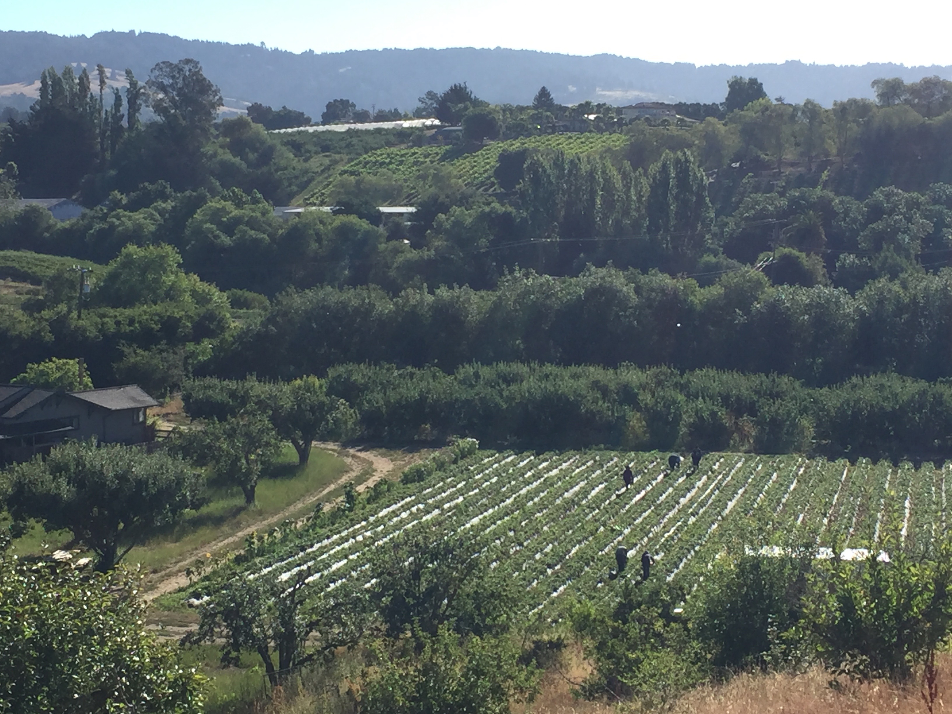 Strawberry field surrounded by brush and trees in rolling hills