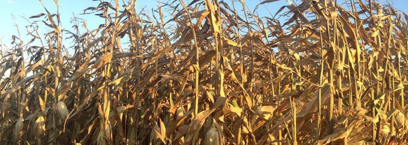 Corn field