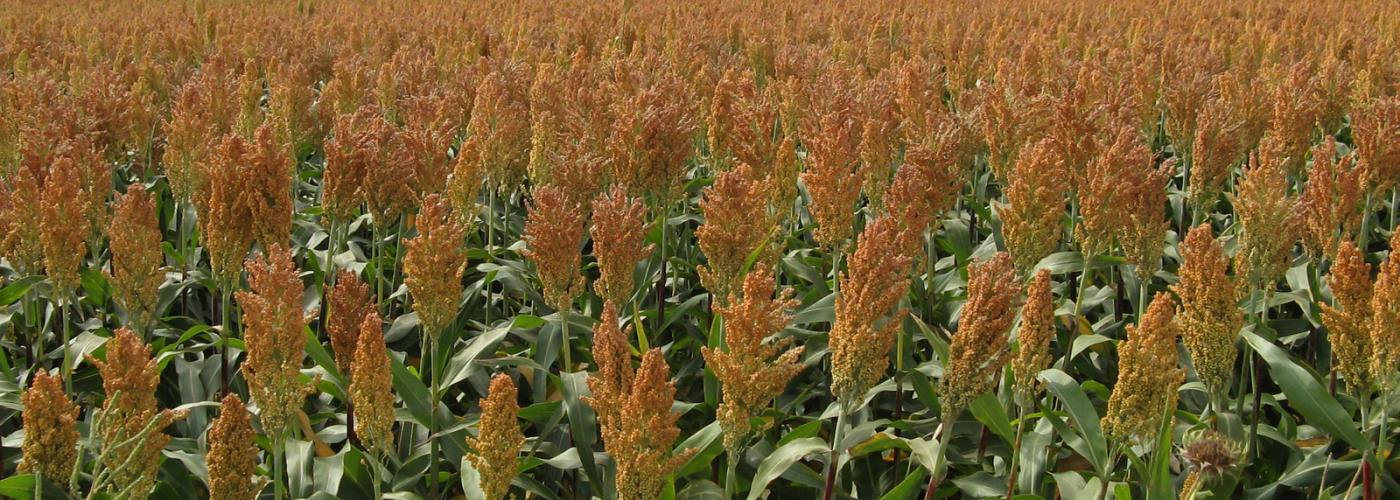 Field of Sorghum in Kansas