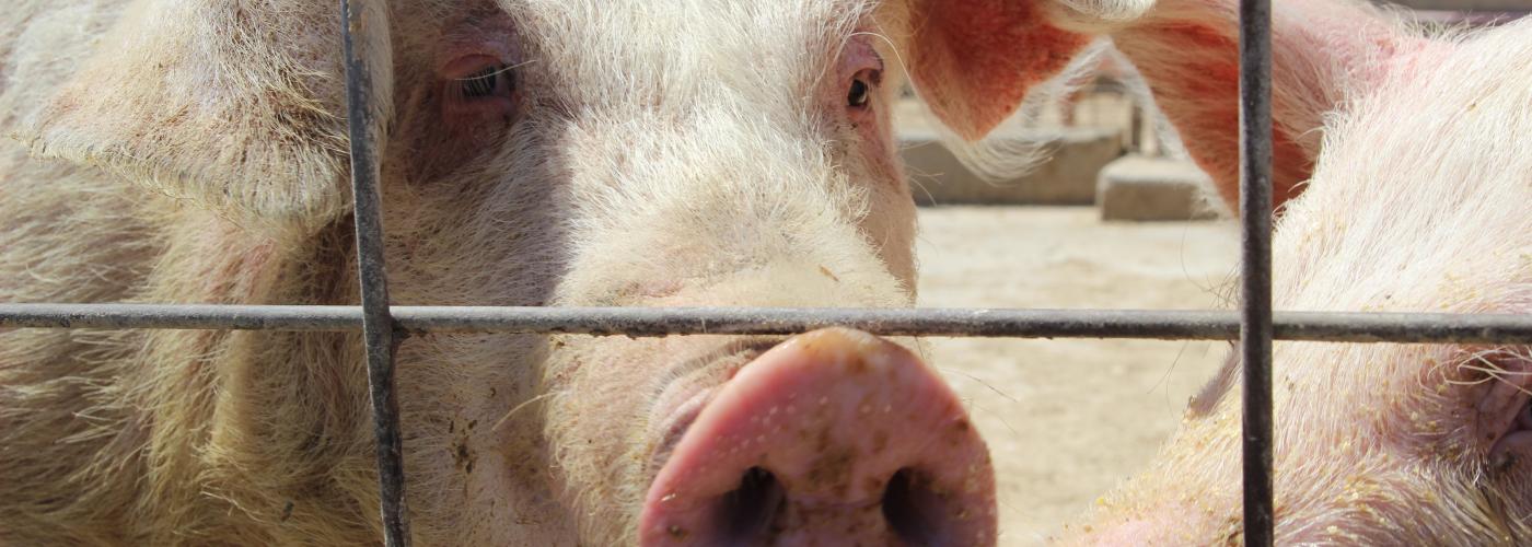Pig on a farm