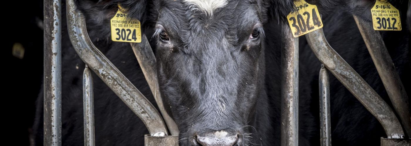 Dairy Cow USDA