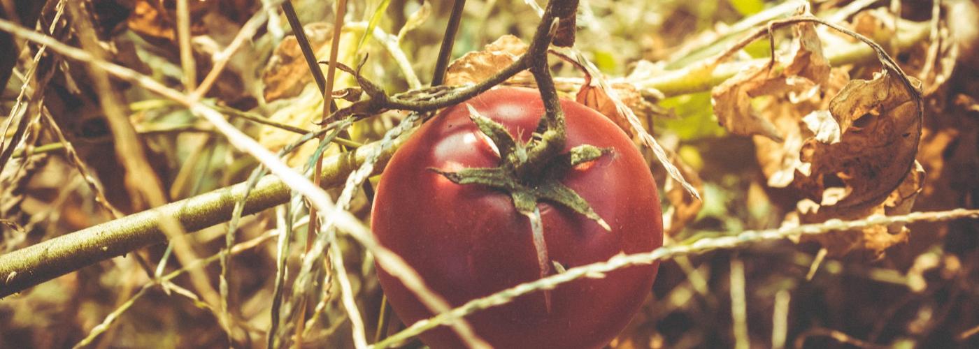 Tomato on vine