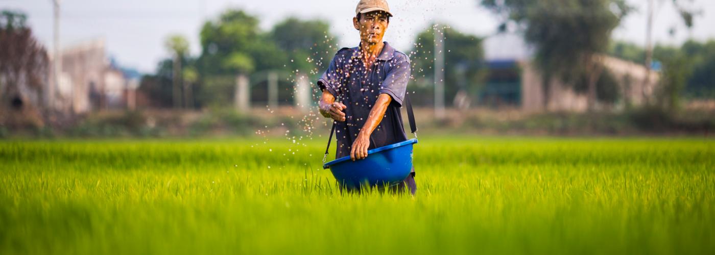 Man in Rice Paddy