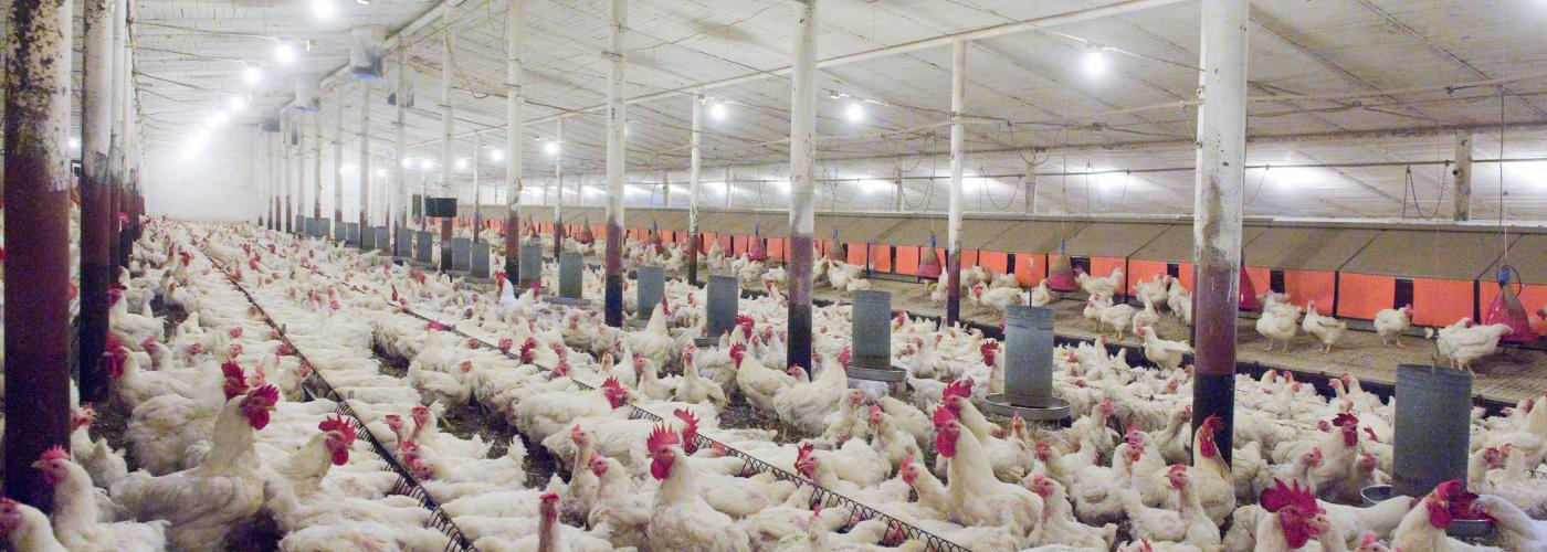 Chicken CAFO