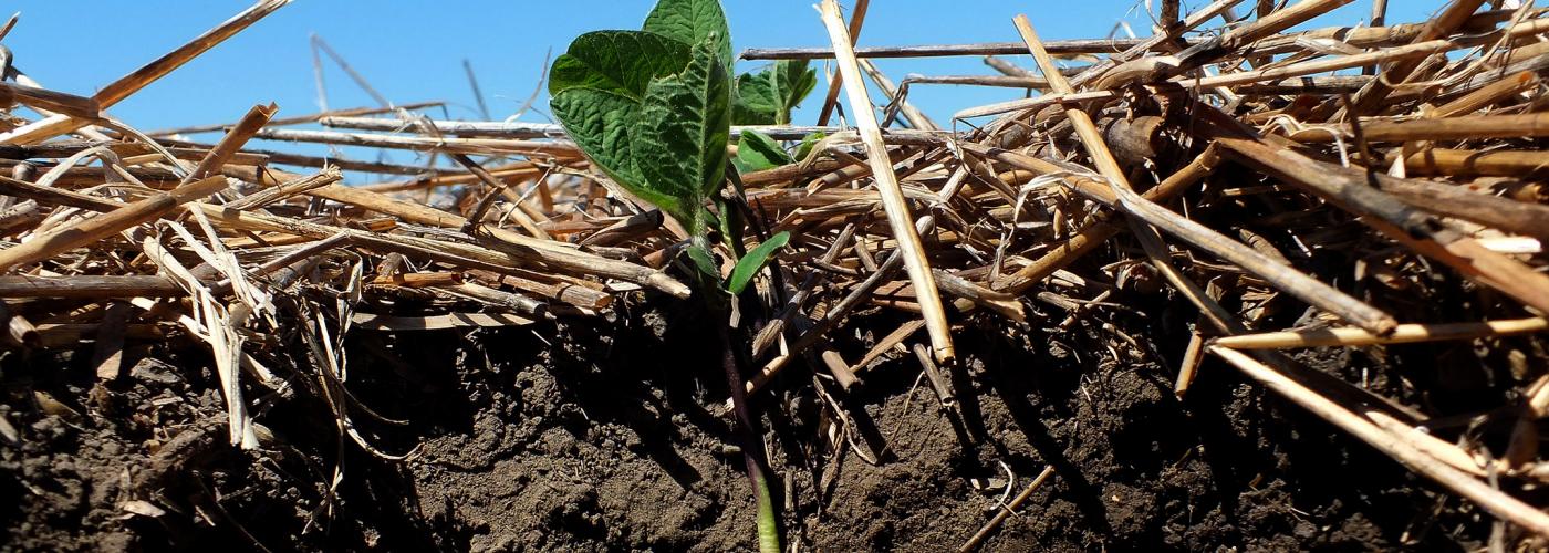Soil and fertilizer