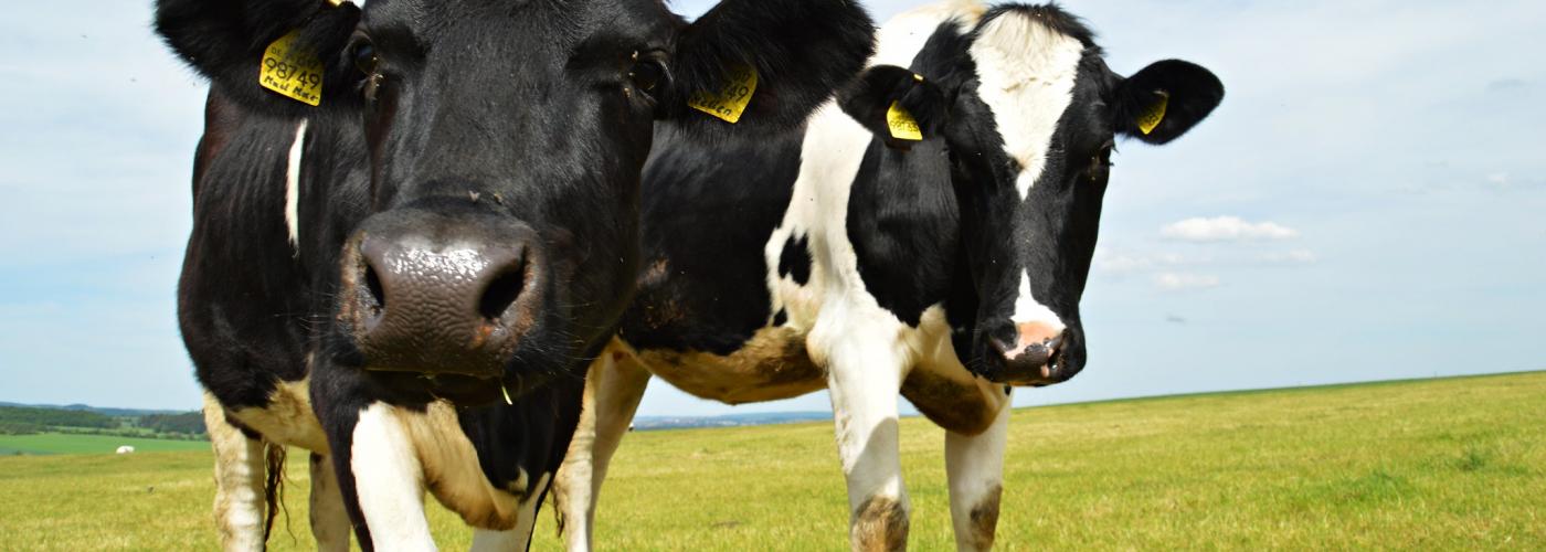 Dairy cows