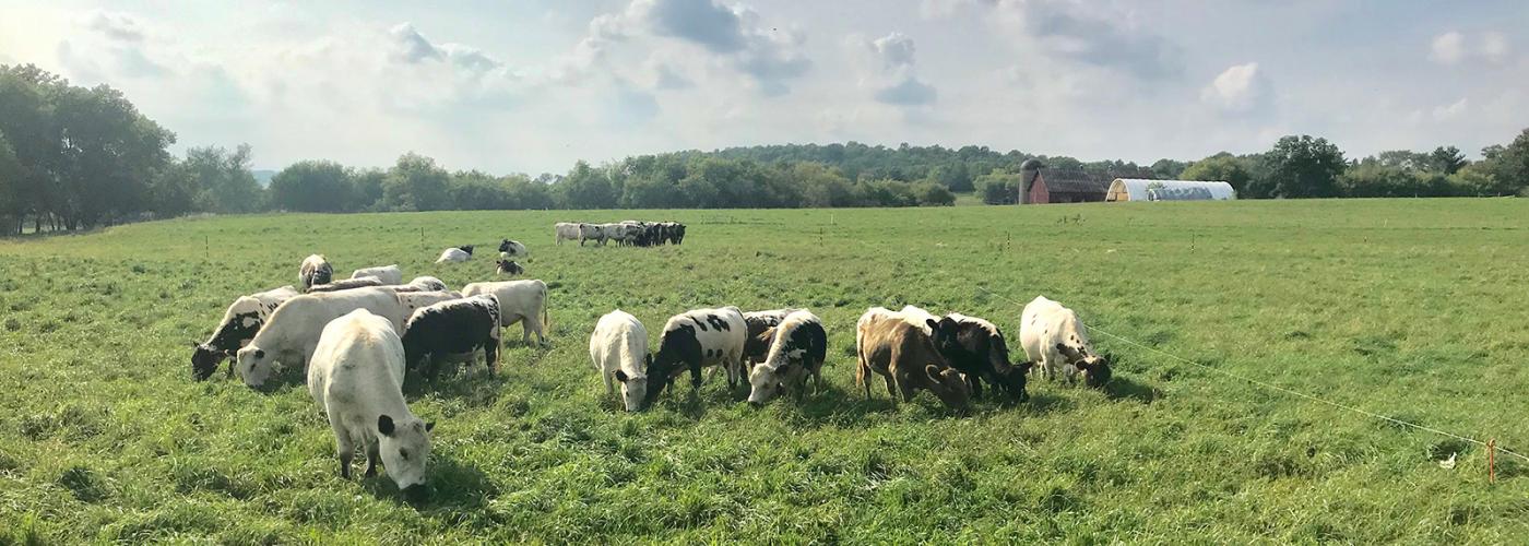 Cows grazing