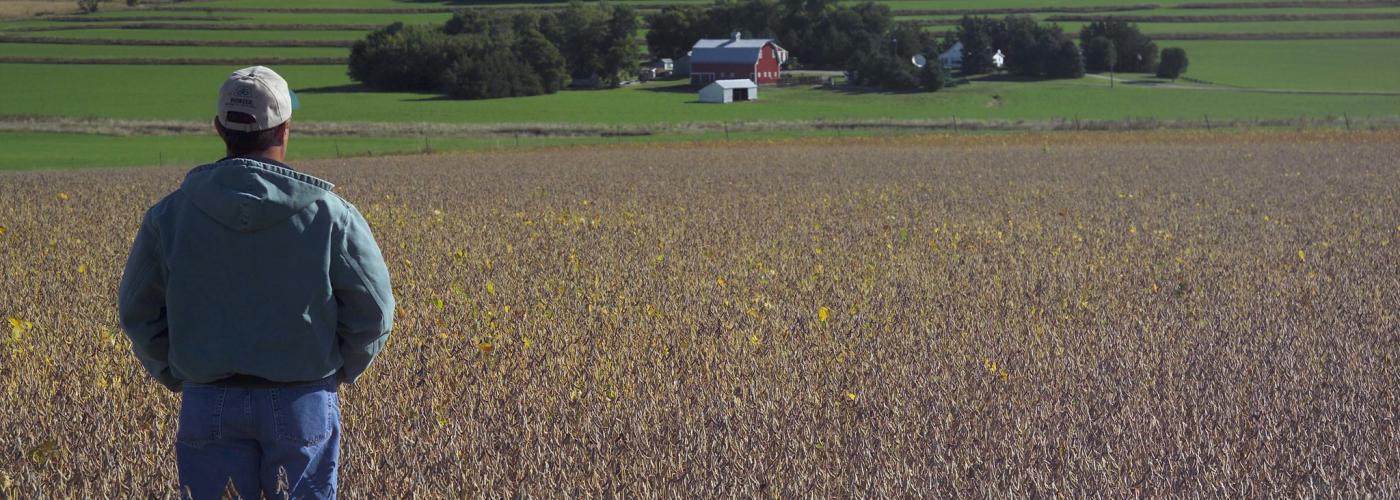 farmer in soy field looking at farm 