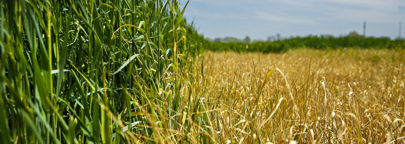 cover crops