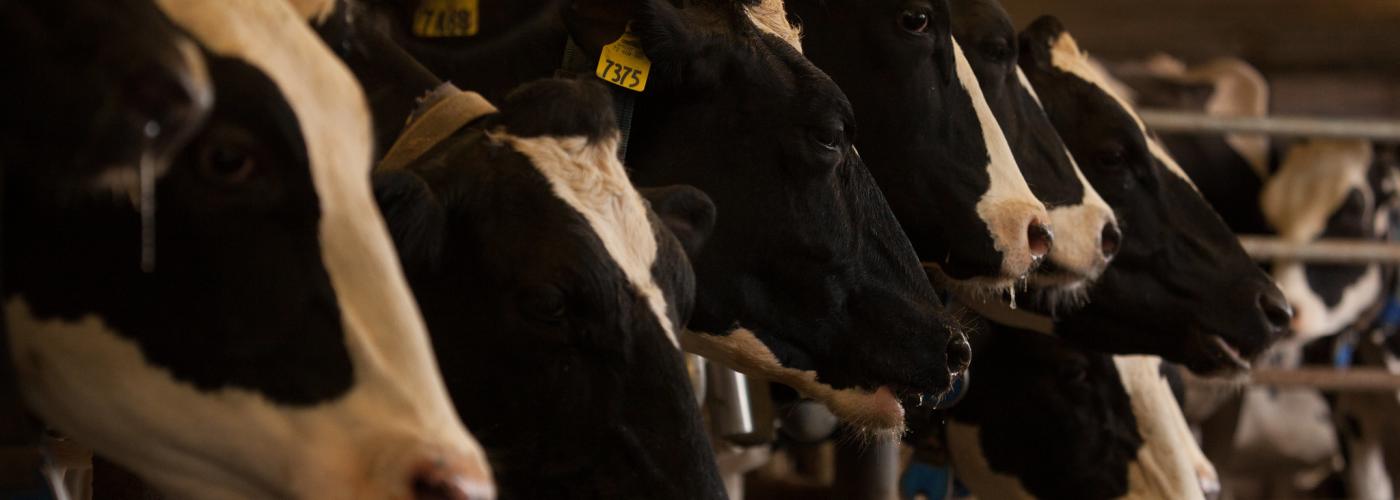 dairy farm in homer NY