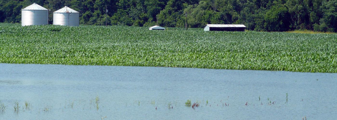 Flooded corn field 