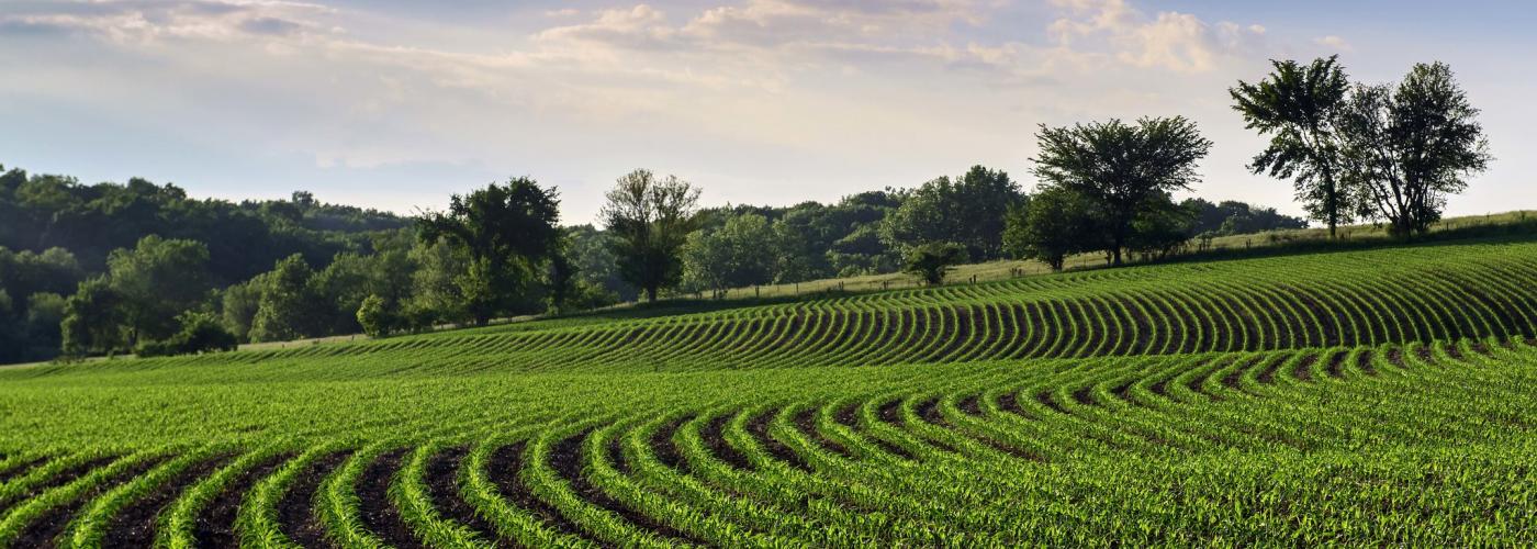 Rows of crops 