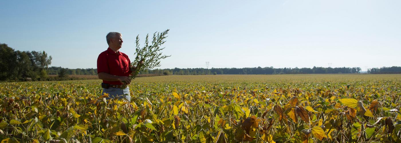 Farmer looking ahead in soybean field 