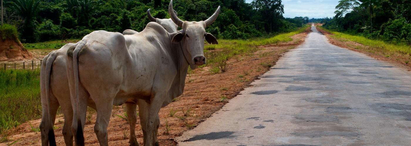 Industrial Livestock at a Crossroads 
