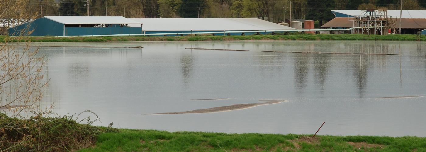 Dairy and manure lagoon 