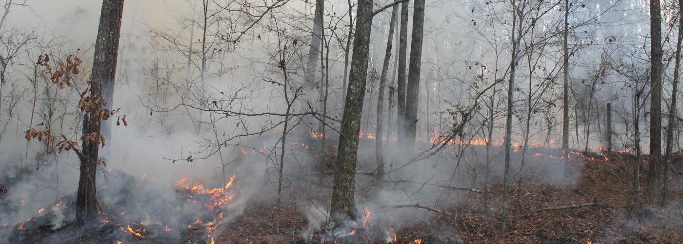 surface forest fire burning carbon offsets