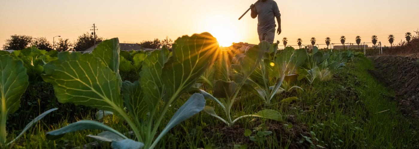 Farmer growing specialty Asian crops