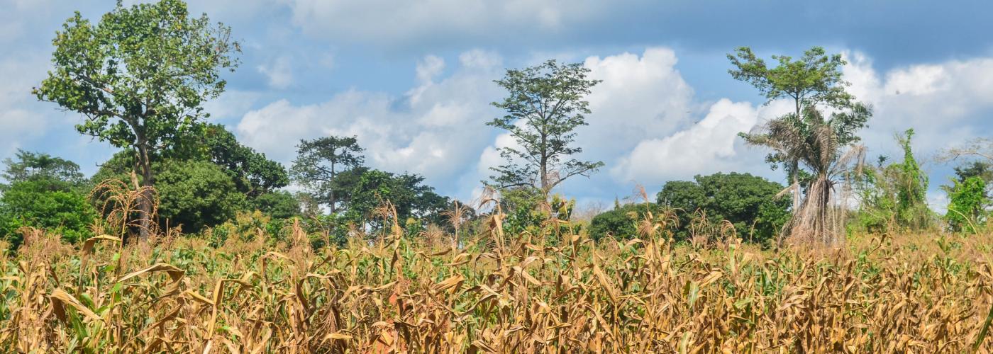 Corn fields in Cote d'Ivoire 
