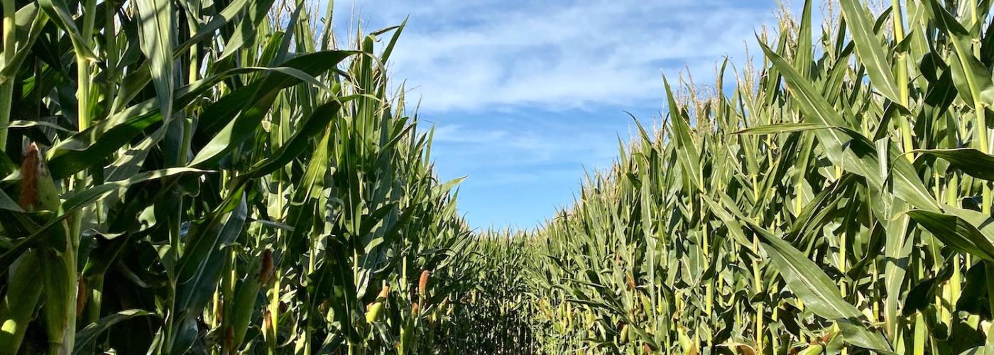 Science, Precaution, and Mexico’s GMO Corn Restrictions