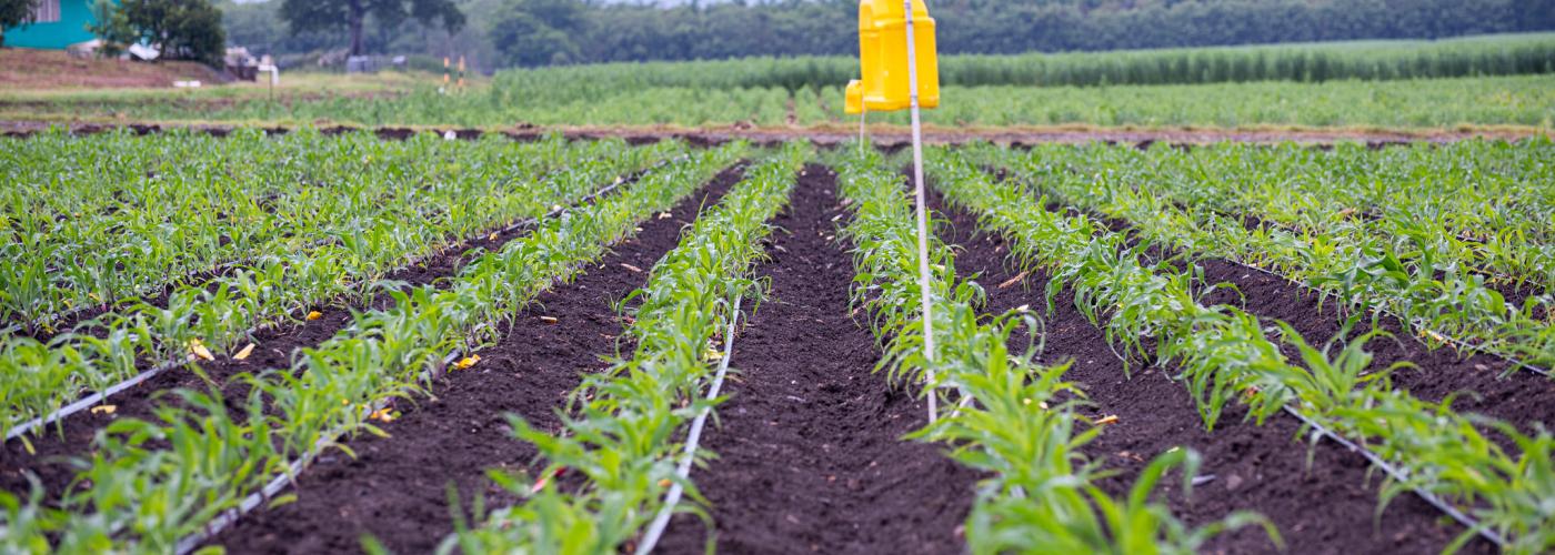 Maize plot using agroecology farming