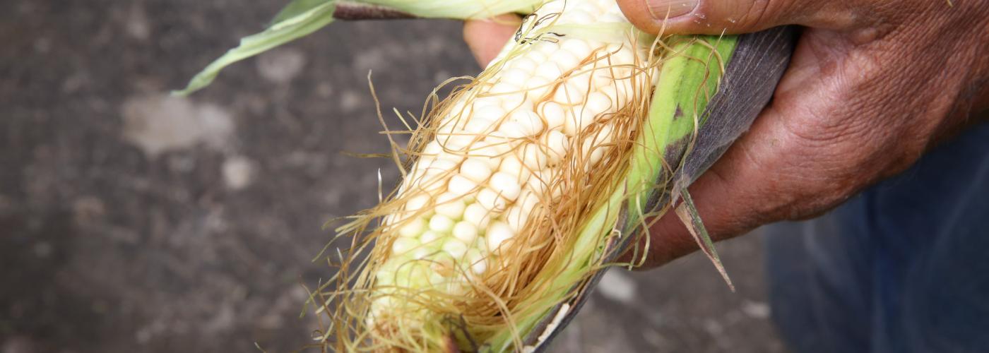 ear of maize in mexico