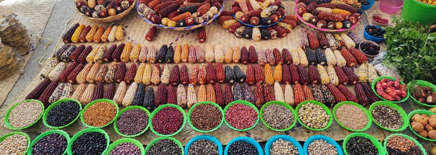 A diverse array of maize seeds on display in Oaxaca, Mexico. Photo by Michael Farrelly.